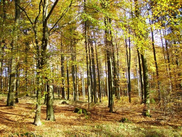 3_a_Herbstlicher_Buchenwald_Dueker NLF